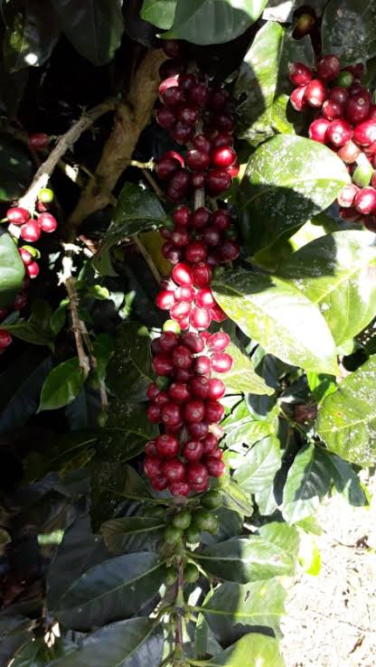 Finca La Eperanza G1 - 16 oz